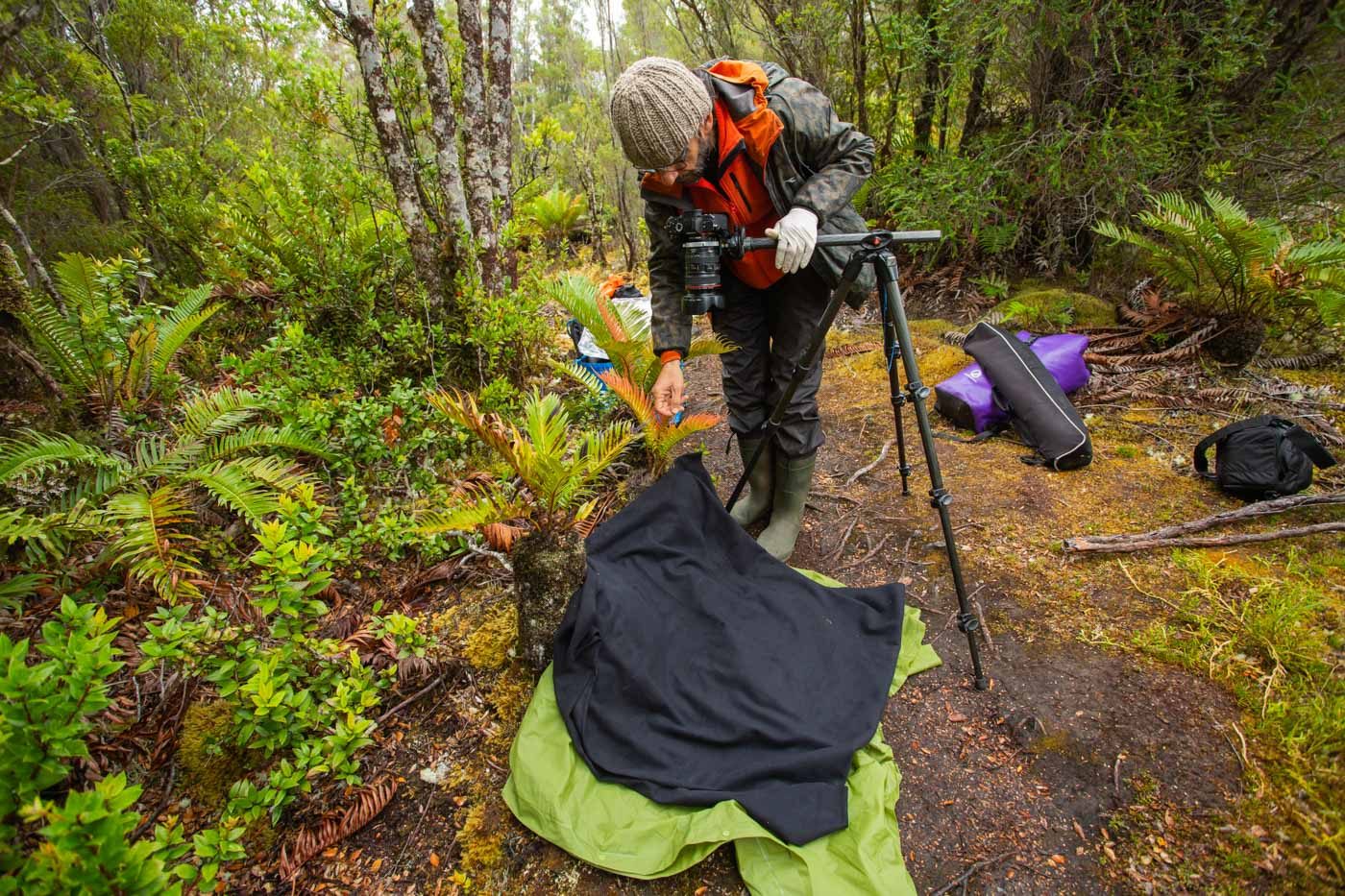 El bosque siempreverde es también rojo