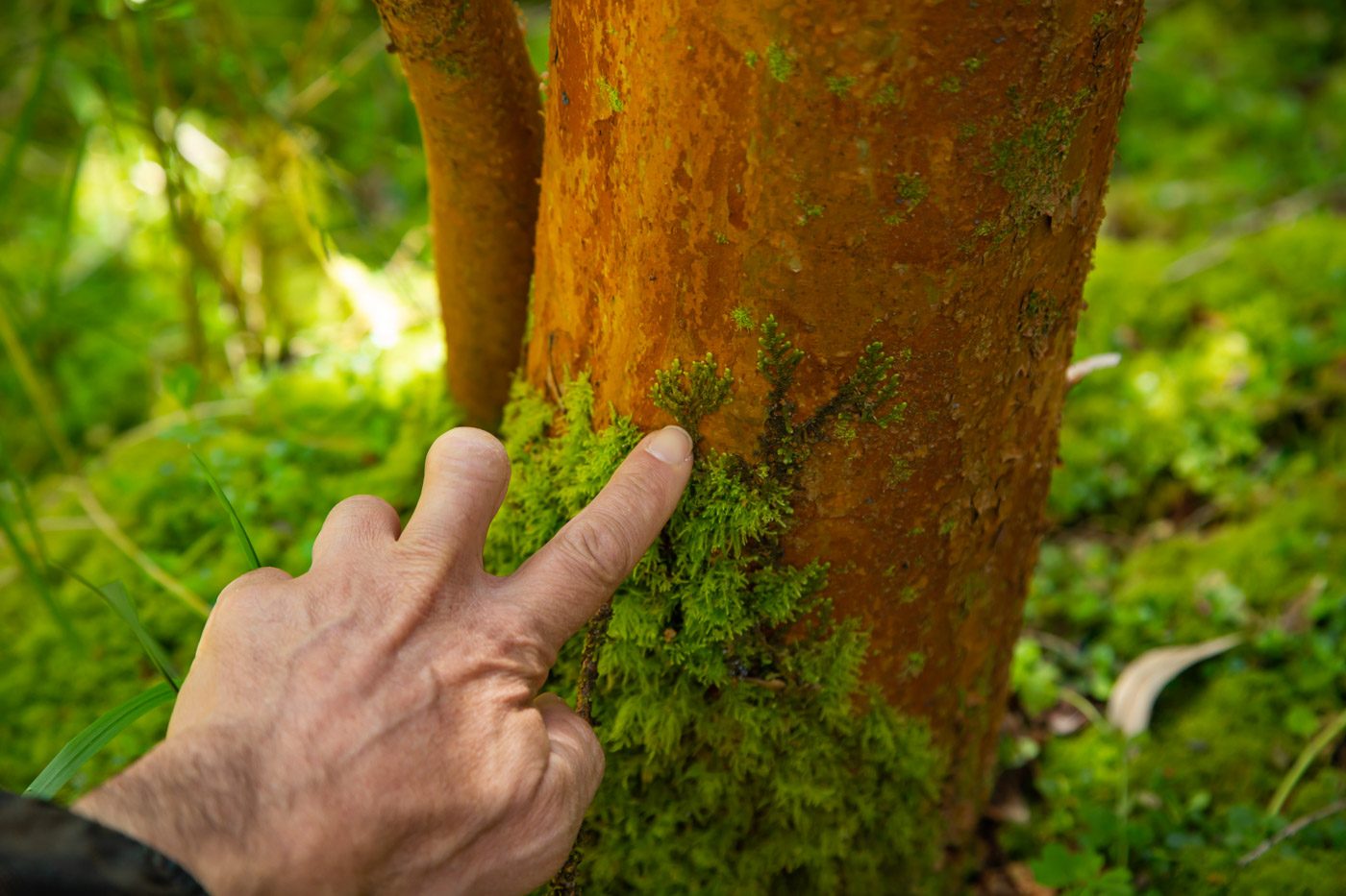 La hepática que soñó con ser un árbol